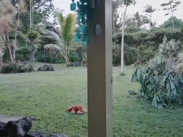 kaileeshy on Chaturbate